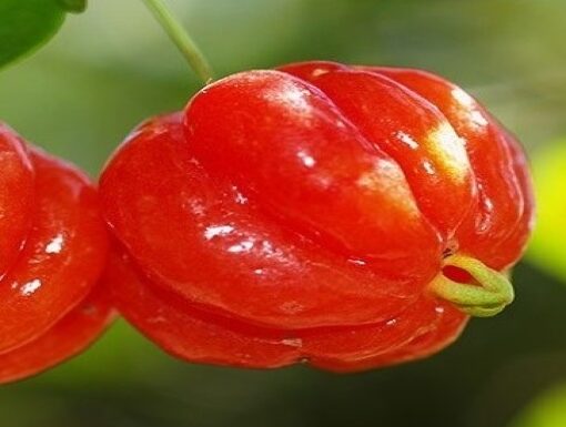Frutos nativos silvestres que son usados para la gastronomía misionera