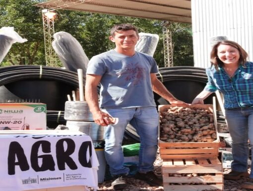 Familias tabacaleras inician cultivo de jengibre