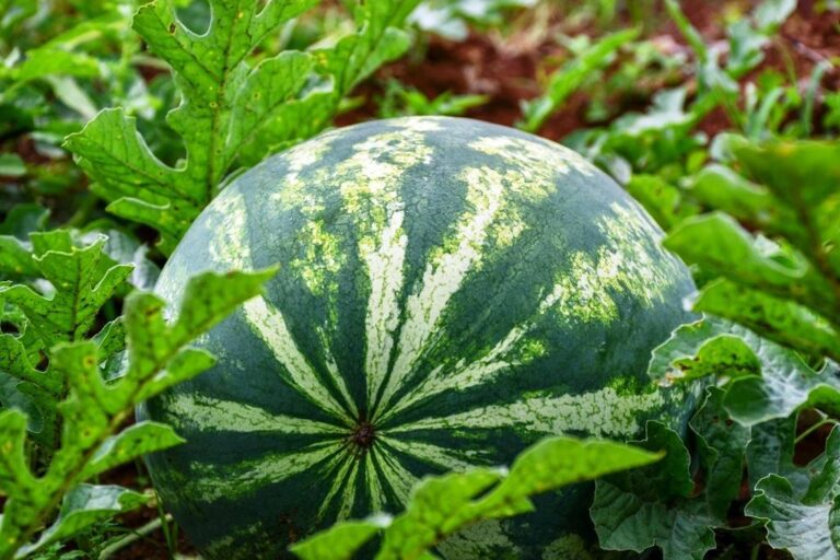 La fiesta de la Sandía será el 16, 17 y 18 de diciembre