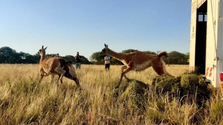 Con el fin de reintroducir la especie, trasladaron guanacos de Santa Cruz a la Pampa
