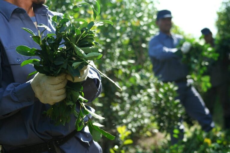 Exportaciones de yerba mate crecieron un 17% durante 2022