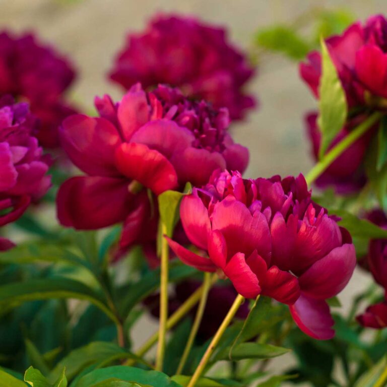 Las flores argentinas buscan conquistar el mundo
