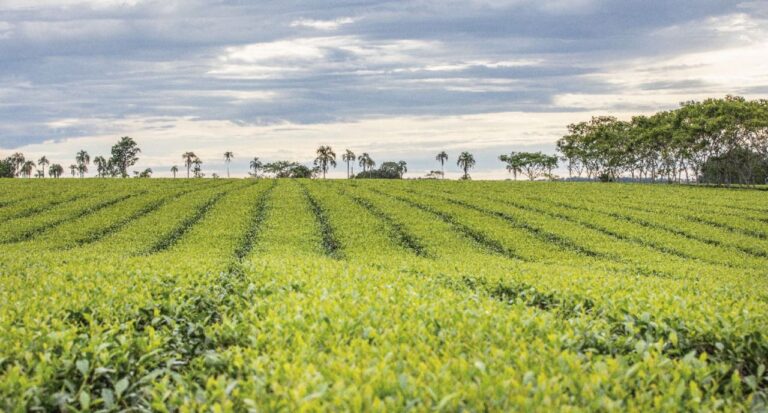 Misiones se prepara para celebrar los 100 años del té