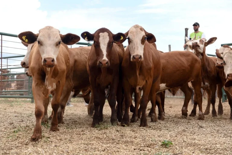 Apoyo al productor ganadero para recomposición de stock