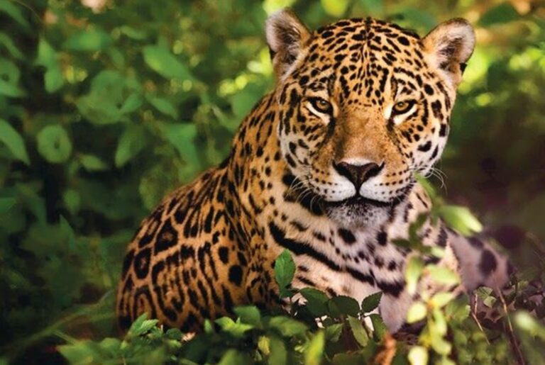 Día Mundial de la Educación Ambiental: Vida Silvestre lanzará un cuadernillo educativo sobre la selva…