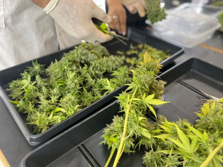 La calidad del aceite de cannabis misionero se garantizará con un equipo de punta