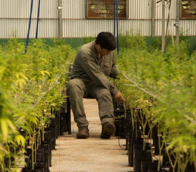 Misiopharma anunció la producción de crema de cannabis medicinal