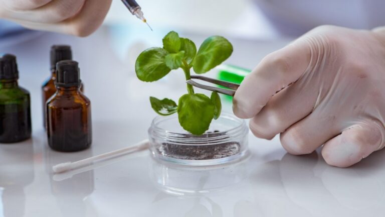 Inicia en marzo el curso de biotecnología vegetal del Silicon y la Unam