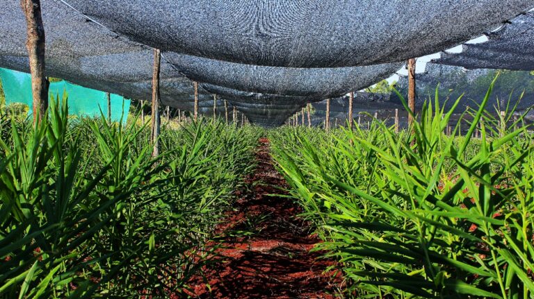 Puerto Rico, Capioví y la Asociación Ganadera Libertador General San Martín organizan juntos la primera…