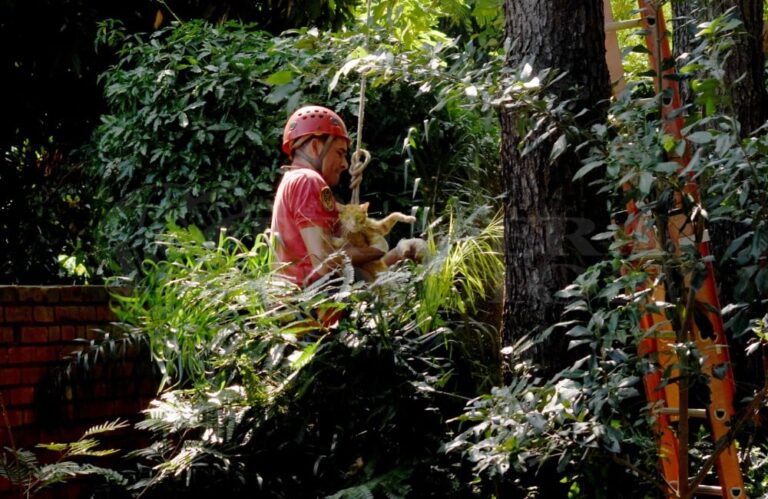 Heroico rescate de un felino en Posadas
