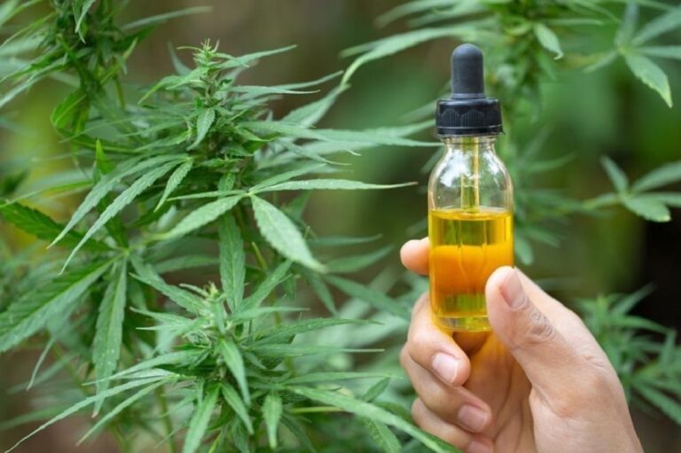 Aceite de cannabis medicinal para Hospitales y CAPS: “Misiones será la primera del país en…