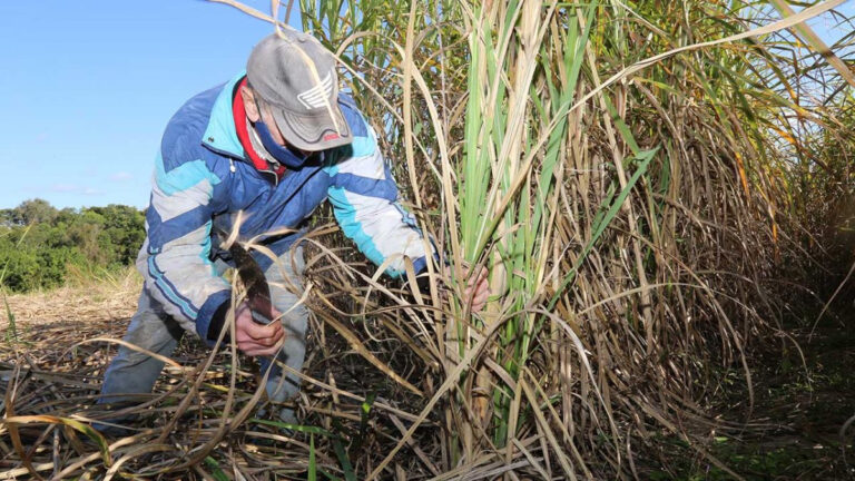 Proyectan que la zafra cañera alcance las 15.000 toneladas este año 2023