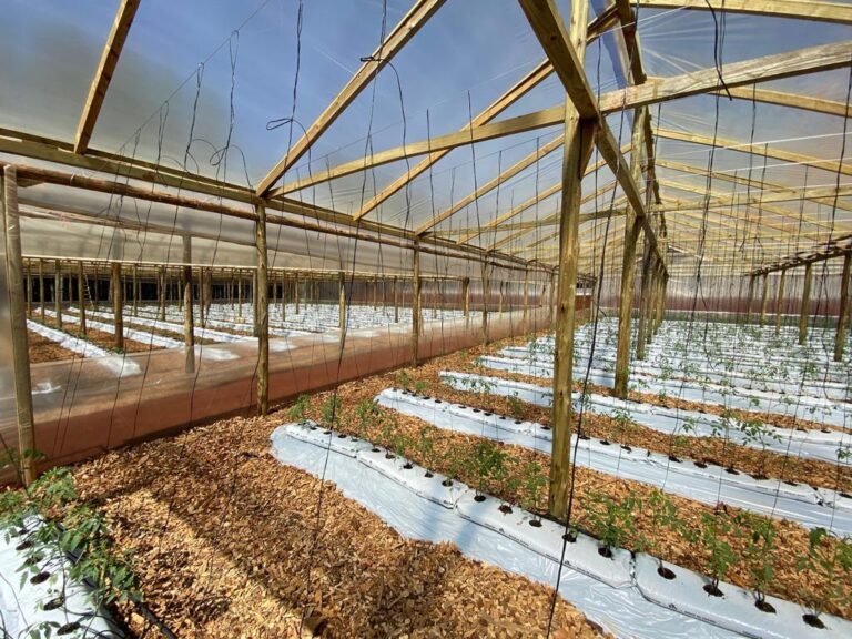Más tecnología para potenciar la producción hortícola