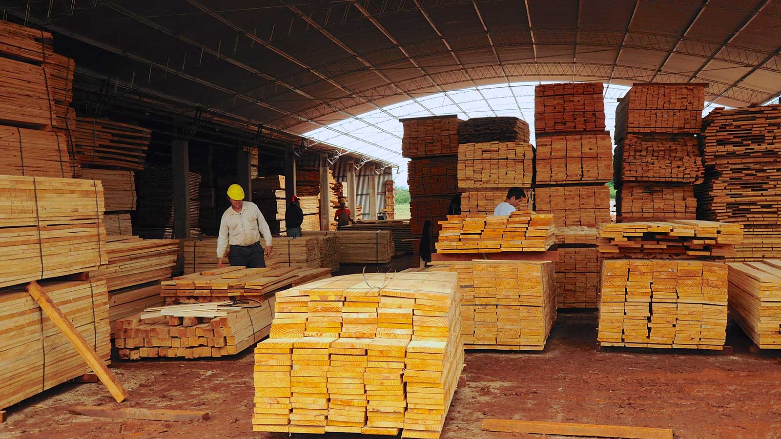 Fortalecen la industria forestal misionera