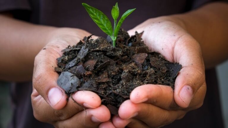 Misiones aprobó ley de bioinsumos