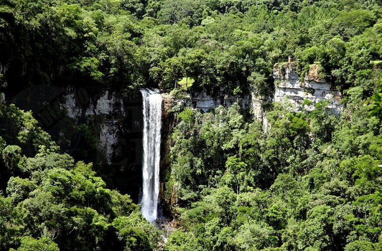 Restauran 106 hectáreas de selva que habían sido afectadas por incendios en el Parque Salto…