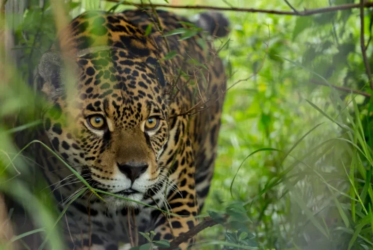 Conservación de grandes felinos