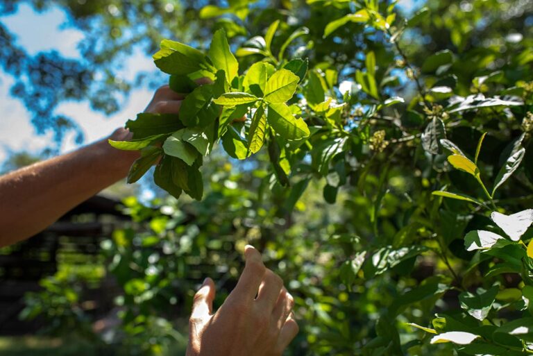 “El INYM tiene un enorme potencial para avanzar con yerbales agroecológicos”