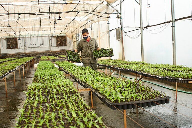 Biofábrica implementa biocontroladores para proteger el cultivo de cannabis