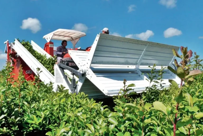 India, un nuevo mercado que genera grandes expectativas en la industria yerbatera