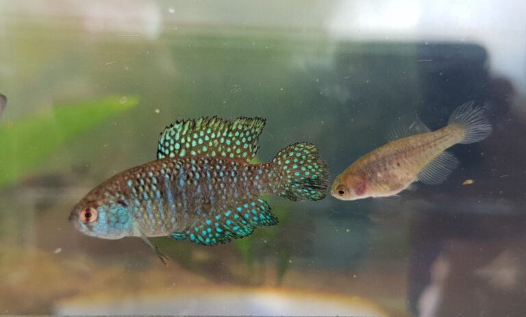 Descubren nueva especie de pez “killi de la lluvia” en la selva misionera