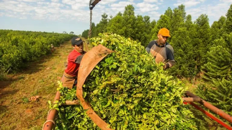 Yerba mate: continúan reuniones por nuevos valores de la materia prima