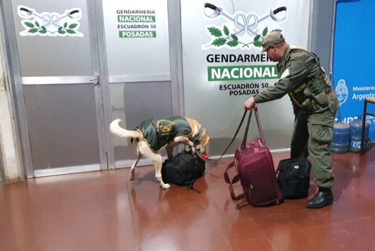 El perro antinarcótico Gringo detectó bolsos repletos de marihuana en la Terminal de Posadas