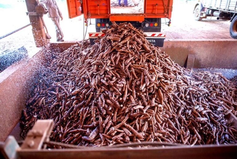 Misiones es la principal proveedora de fécula de mandioca del país