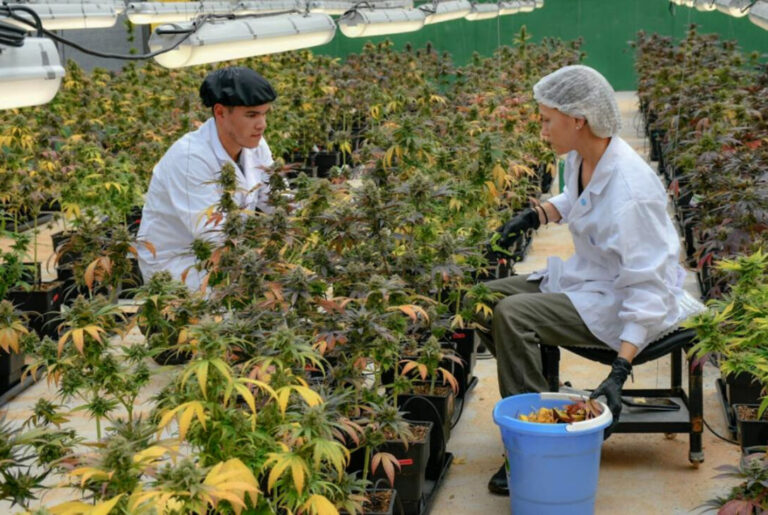 Récord en la Biofábrica: “Esperamos levantar dos mil kilos de cannabis medicinal”