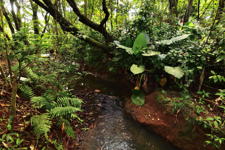 a conservación de la biodiversidad misionera, un compromiso constante