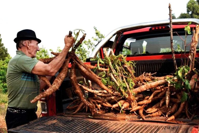 Misiones se consolida como principal productora de mandioca en el país