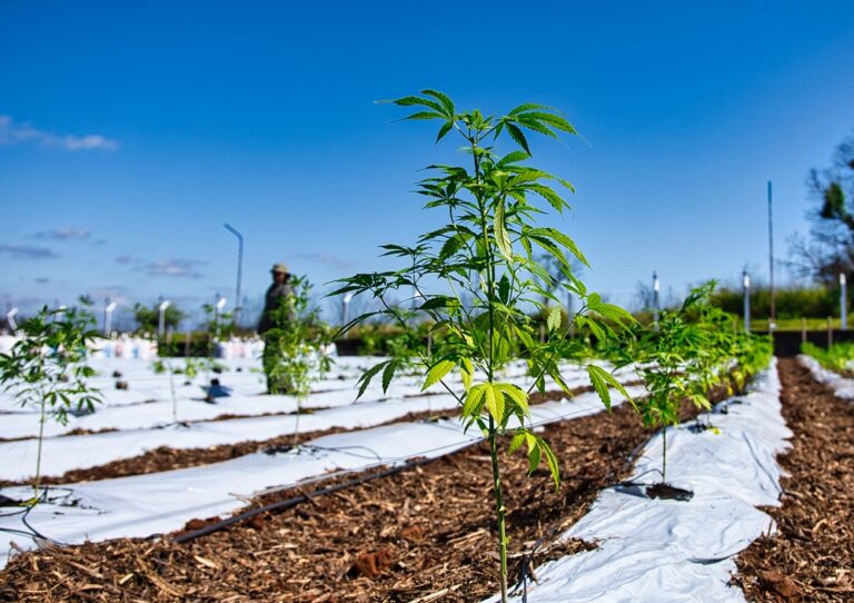 La Biofábrica trabaja en proyectos innovadores relacionados con el CBD