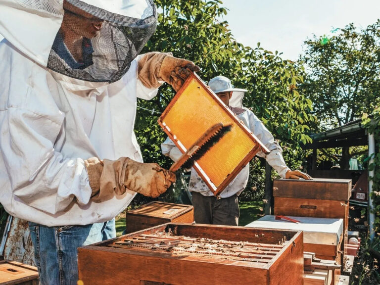 Capacitaron a apicultores de El Soberbio para la producción de cerveza de miel