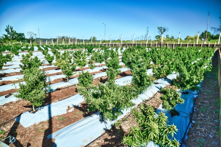 La Biofábrica trabaja en proyectos innovadores relacionados con el CBD