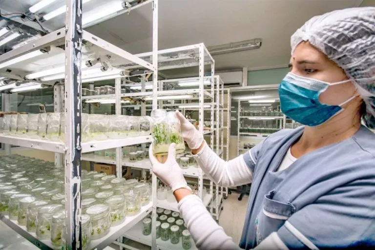 Silicon potencia al agro misionero con más egresados en biotecnología vegetal