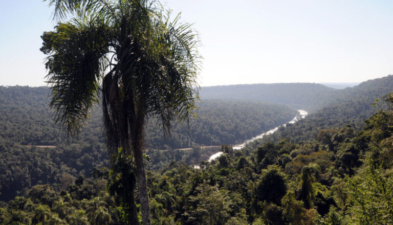 Misiones promueve la reducción de emisiones de carbono a través del Sistema REDD+