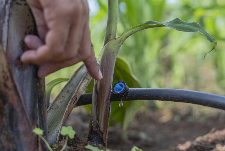 Innovación en las chacras misioneras: se anunció el inicio de ambicioso plan de formación