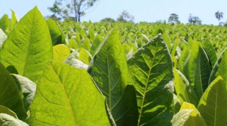 Bioinsumos: investigación del INTA confirma significativa mejora de la producción tabacalera