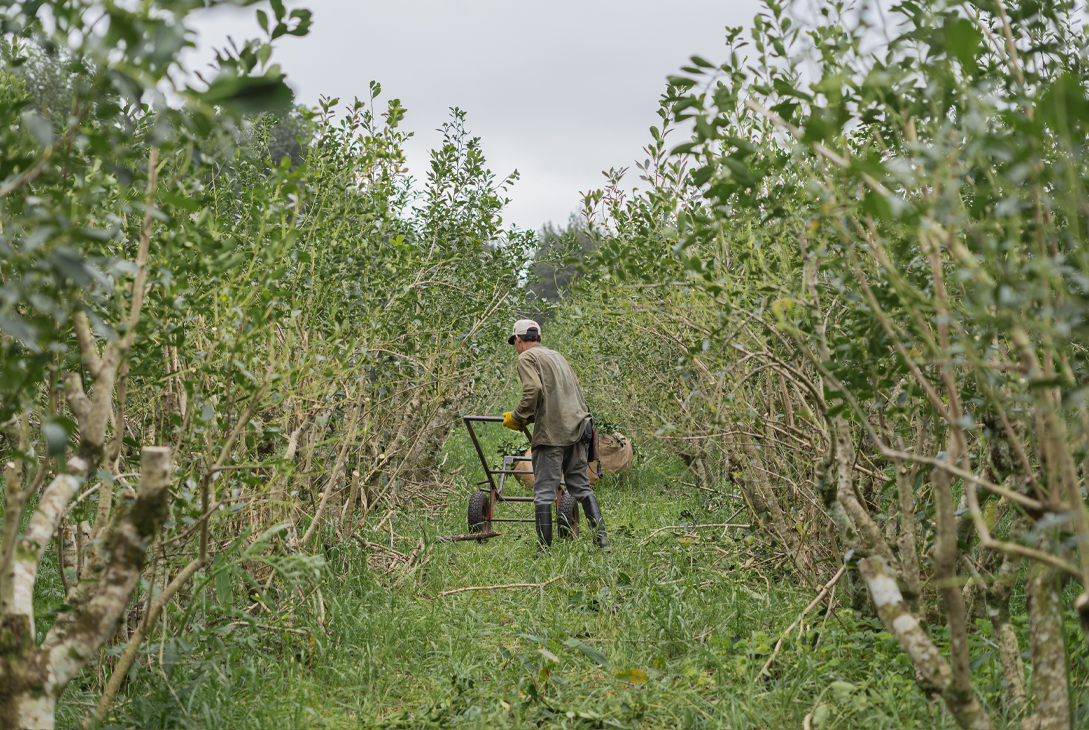 Productores se benefician con capacitaciones para potenciar sus cultivos