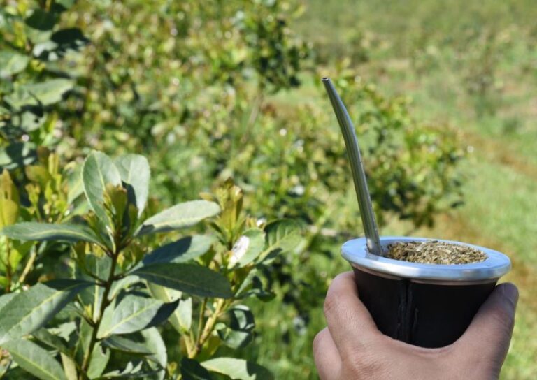 Récord histórico: el consumo de yerba mate superó los 325 millones de kilos en 2023