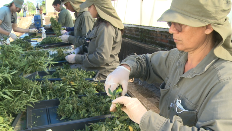 Nueva cosecha de cannabis medicinal: Biofábrica proyecta superar el récord del 2023