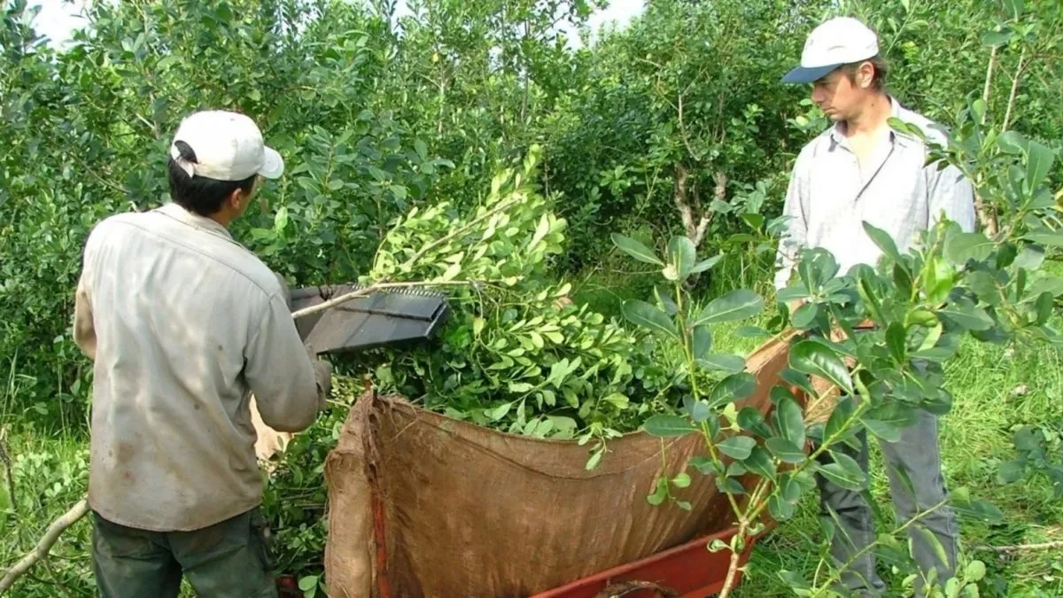 Yerba mate: por la ausencia de representantes de la industria…