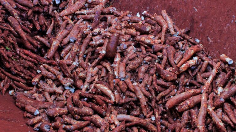 Beneficiada por las condiciones climáticas, Misiones inicia una nueva zafra de mandioca y se posiciona…