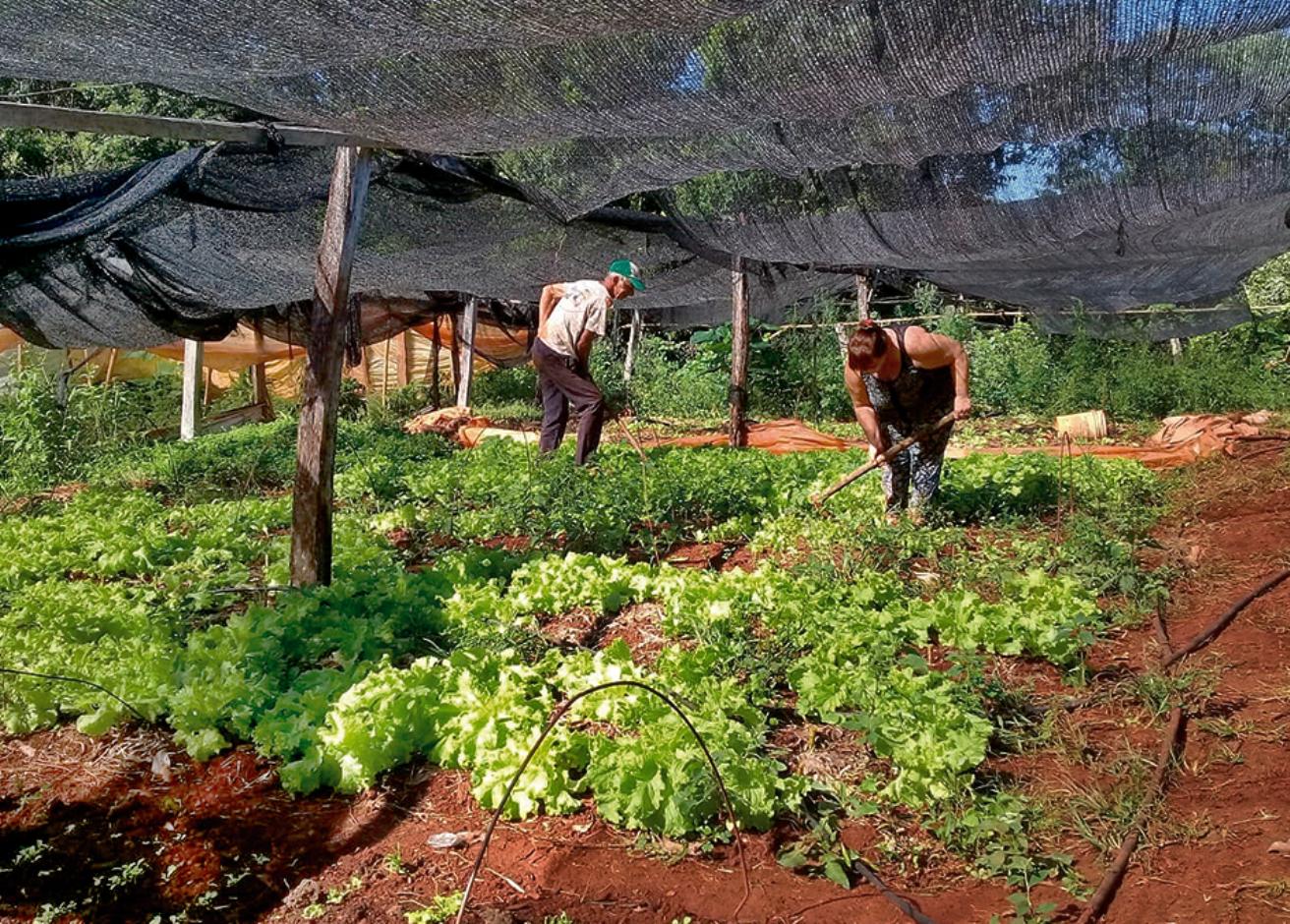 Este viernes, más de 3 mil productores tabacaleros de Misiones…