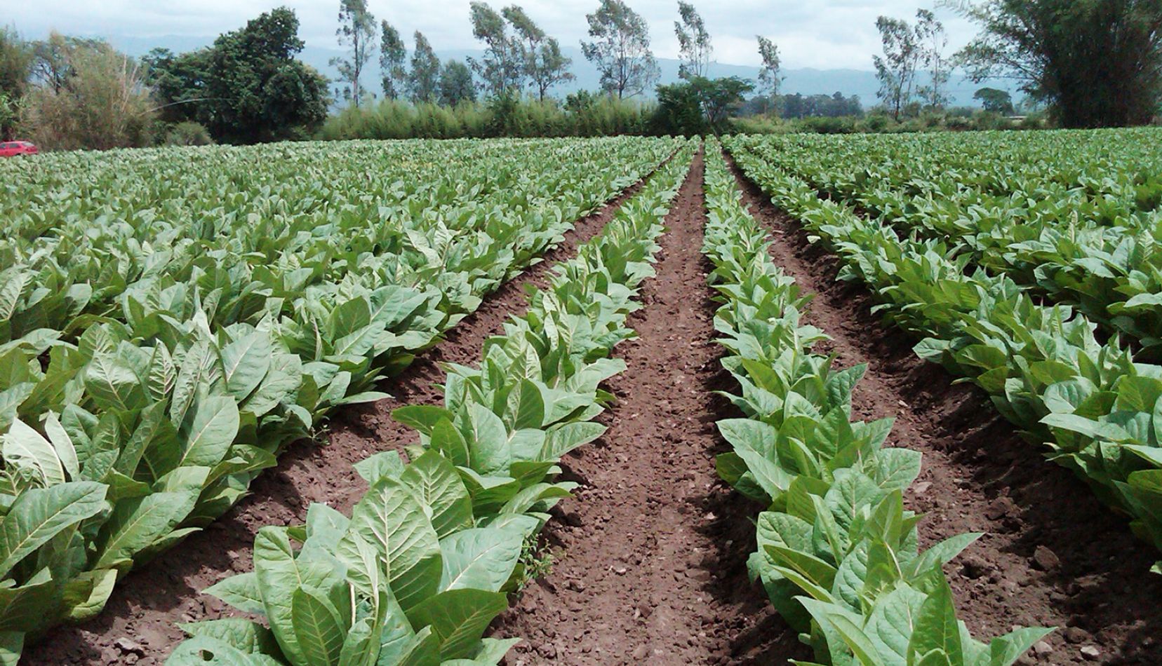 Misiones acordó precio récord para el tabaco: a partir del…