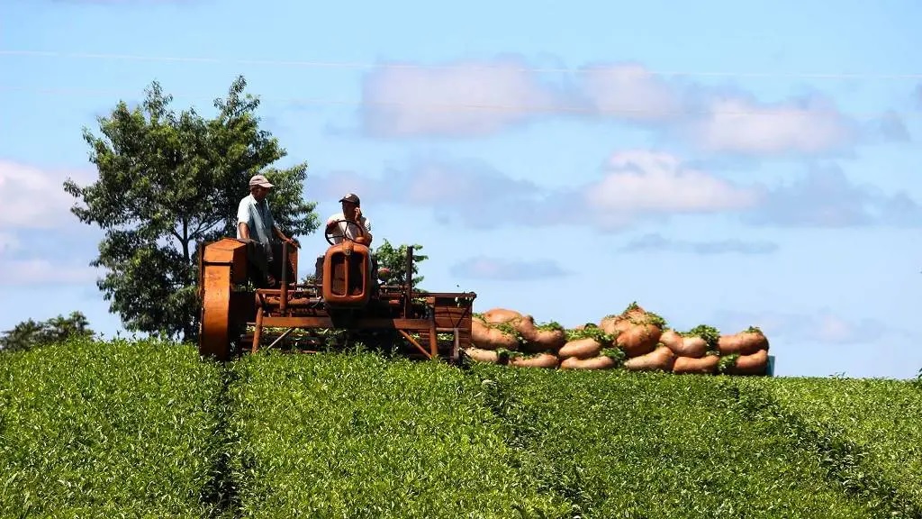 Guaraní: productores tealeros se capacitan en buenas prácticas de cultivo…