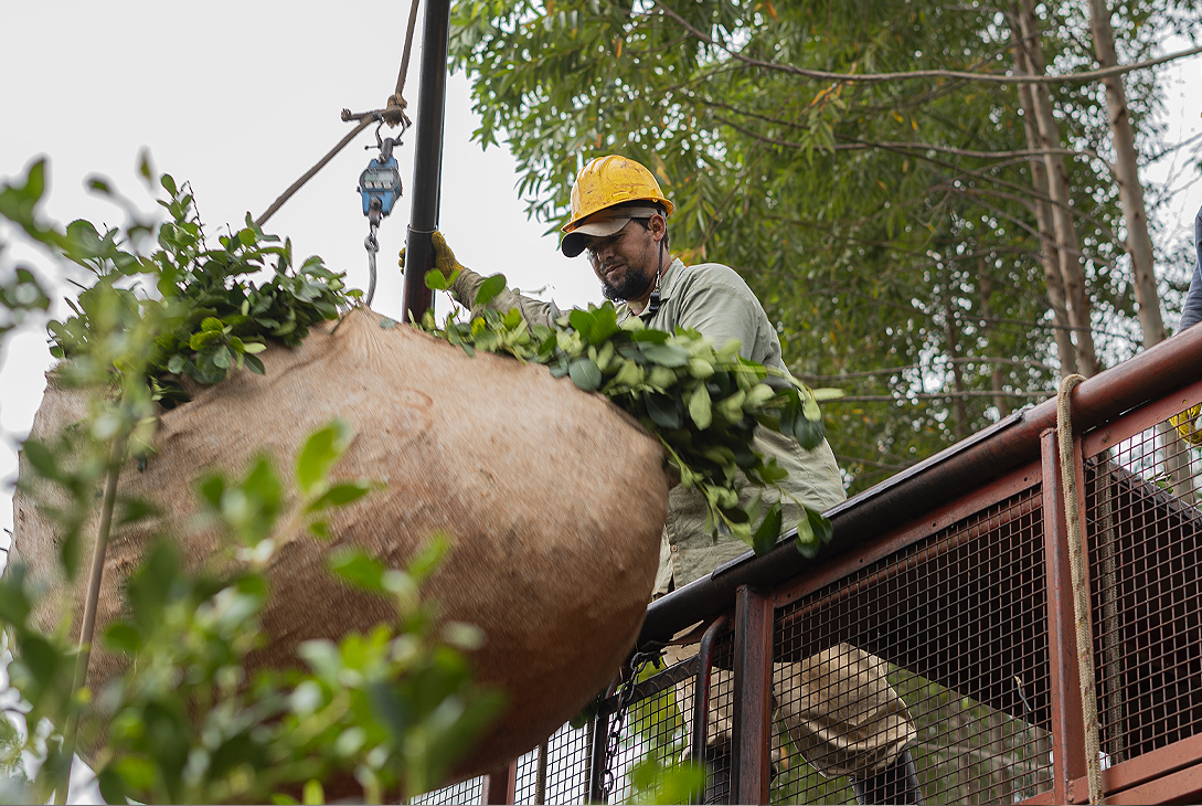 Productores yerbateros se oponen al libre mercado: “Es una irresponsabilidad…