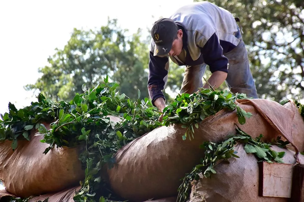 Gobierno de Misiones insiste en que Nación fije el precio de la hoja verde de yerba