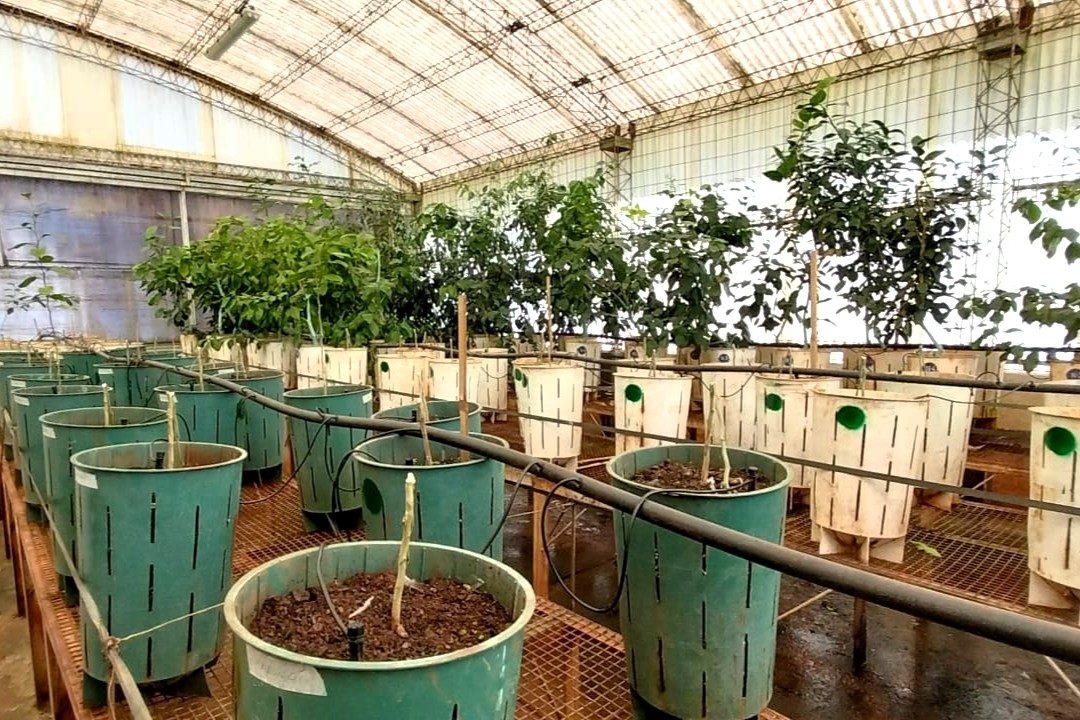 Más de cincuenta años produciendo cítricos sanos: el trabajo del&hellip;