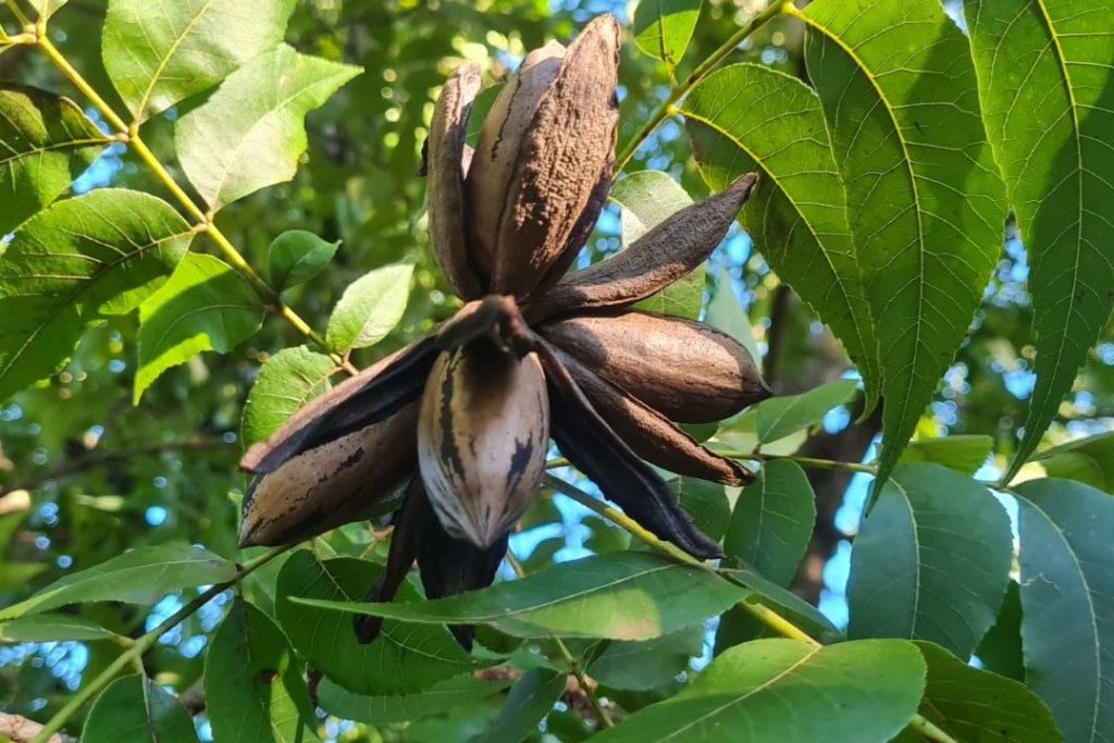 La nuez pecán se afianza en Misiones como cultivo rentable&hellip;
